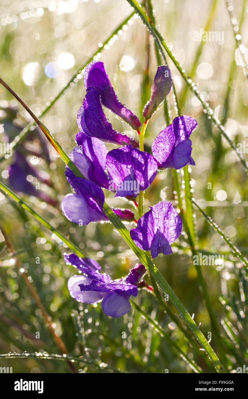 Falsche Esparsette (Vicia Onobrychioides) im Grünland an einem taufrischen Morgen blühen. Aude, französische Pyrenäen Frankreich, Juni. Stockfoto