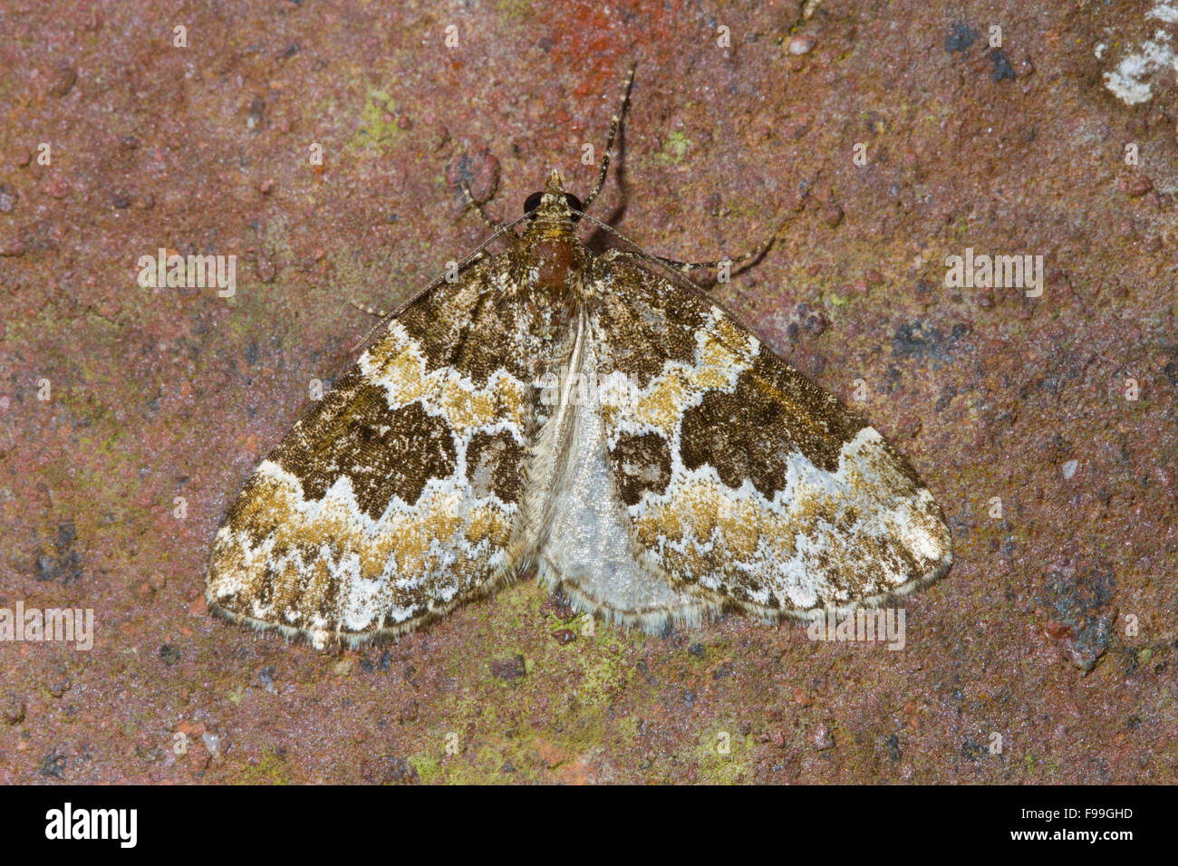Gebrochen verjährt Teppich (Electrophaes Corylata) Erwachsenen Falter ruht auf einer Mauer. Powys, Wales, Juni. Stockfoto