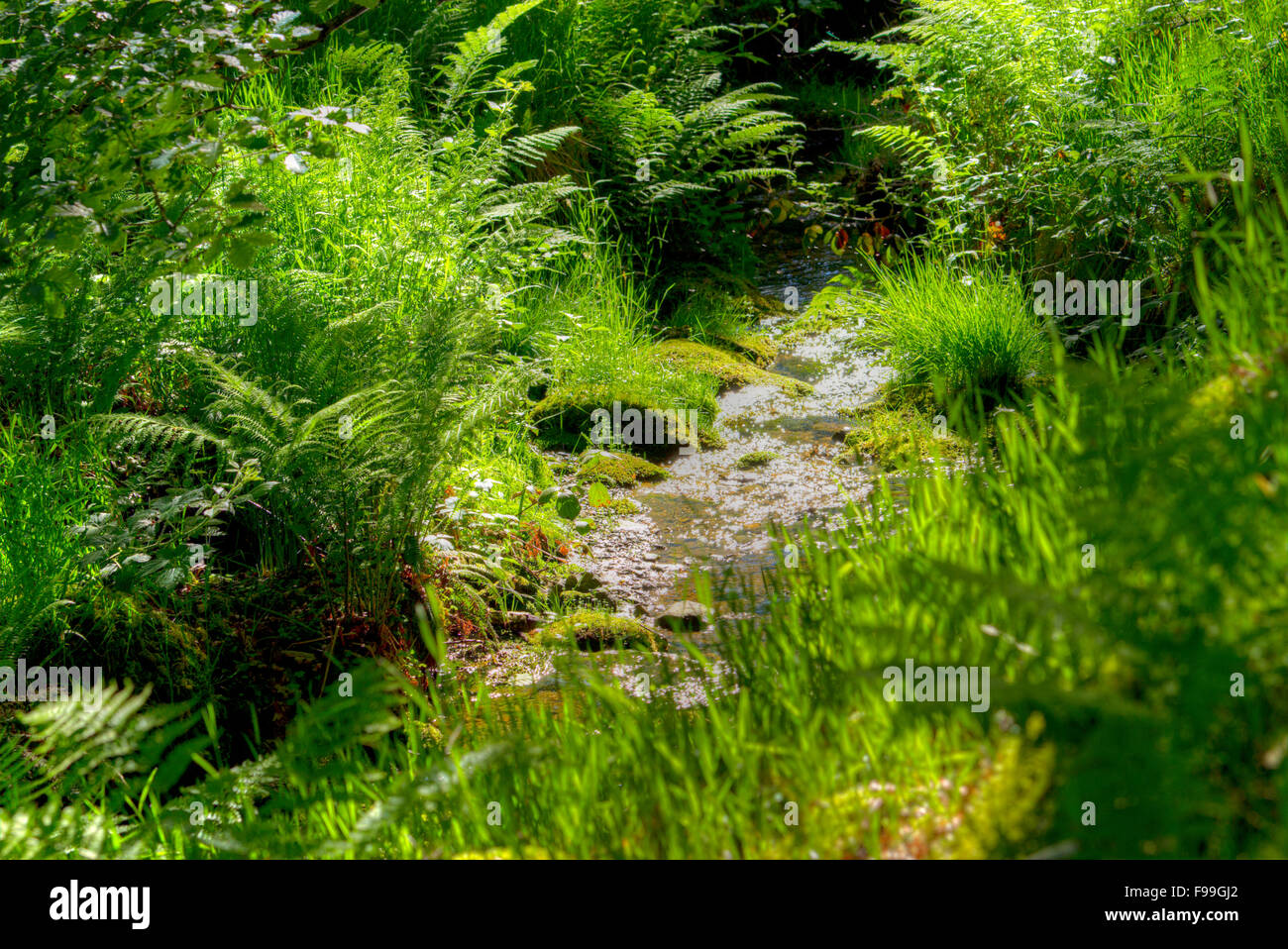 Farne im Sonnenlicht neben einem Waldbach. Powys, Wales. Juni. Stockfoto