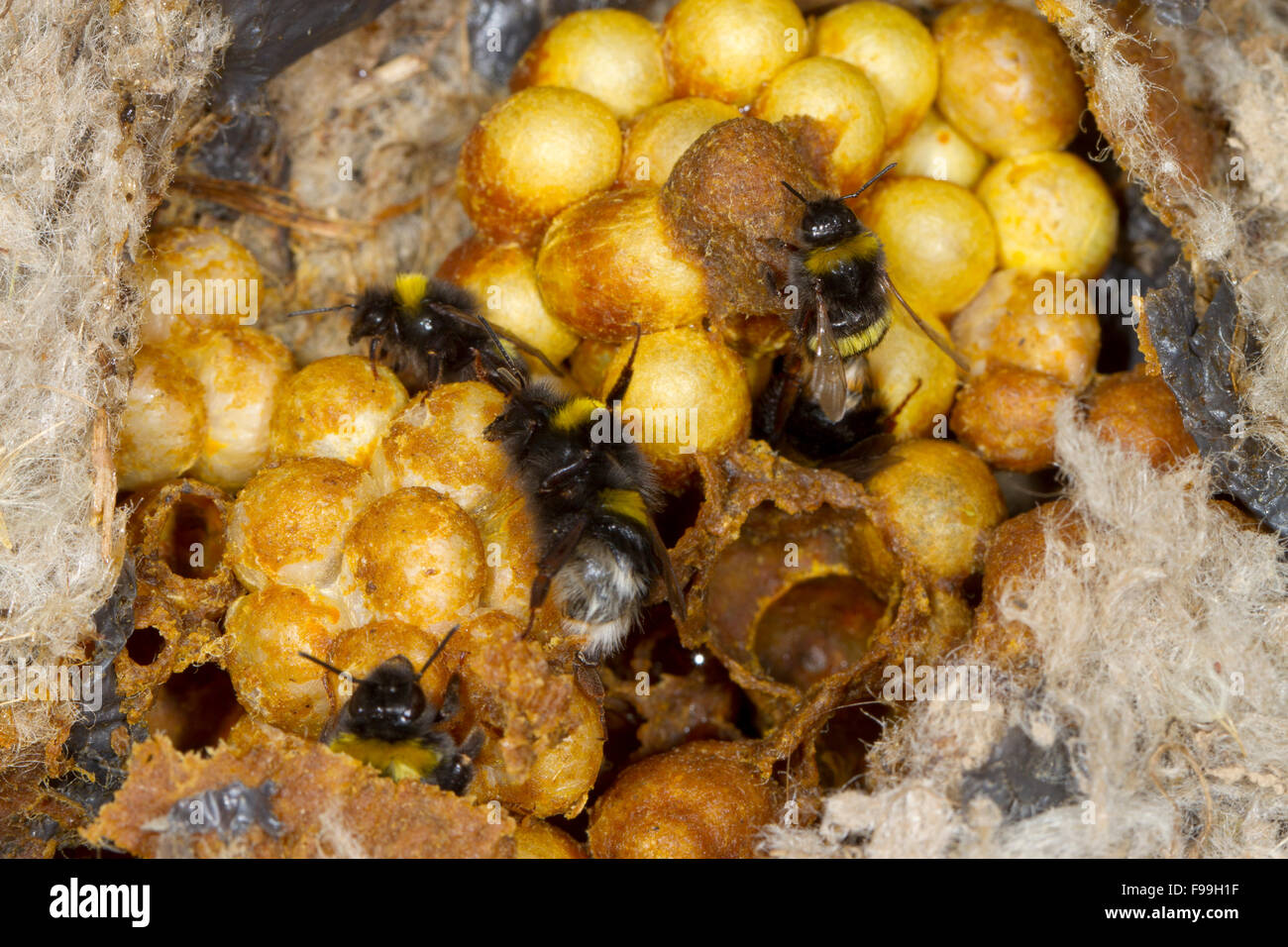 Buff-tailed Hummel (Bombus Terrestris) Nest mit Arbeitsbienen. Powys, Wales, Juli. Stockfoto