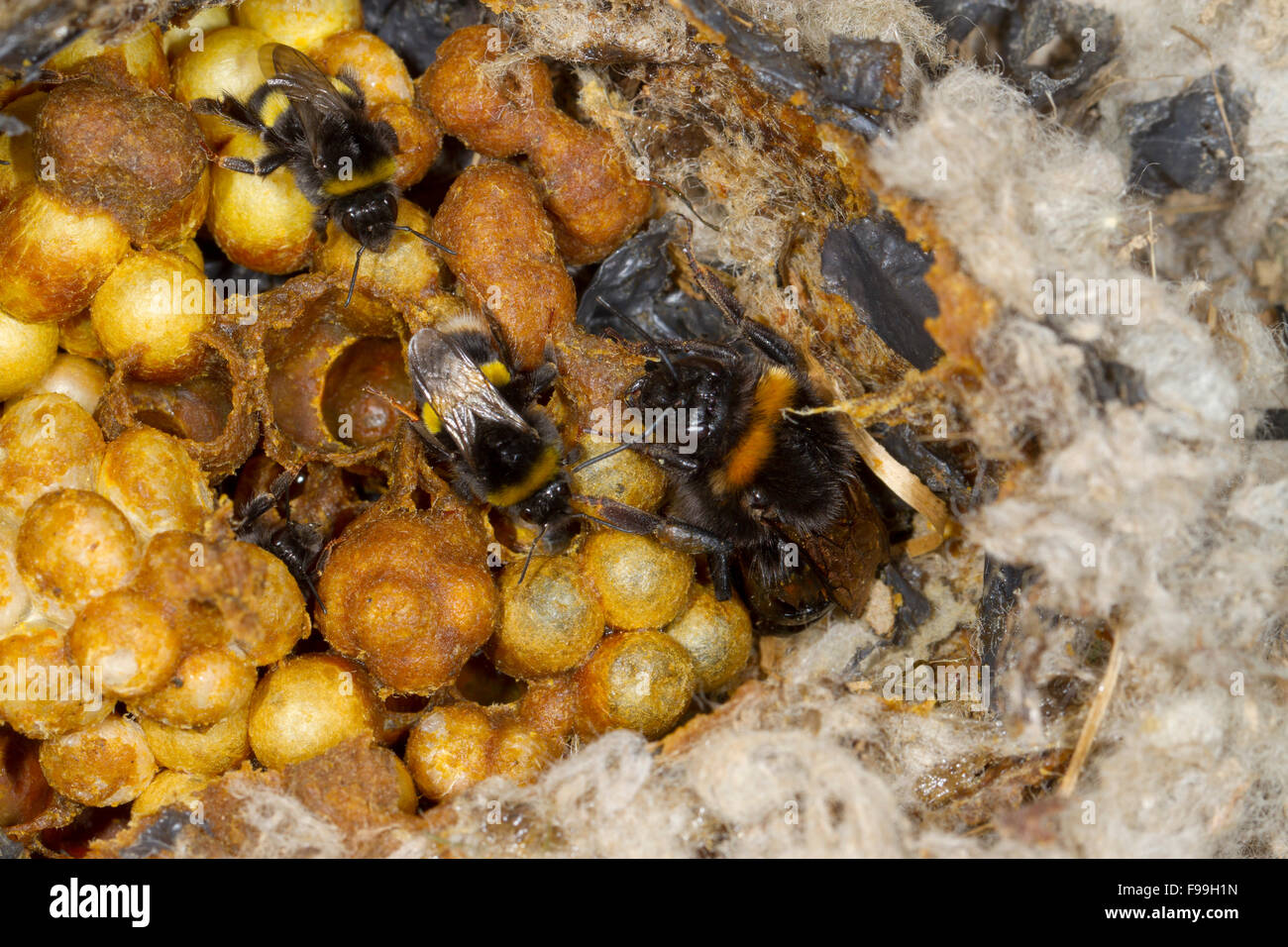 Buff-tailed Hummel (Bombus Terrestris) Nest mit Königin und Arbeiter. Powys, Wales, Juli. Stockfoto