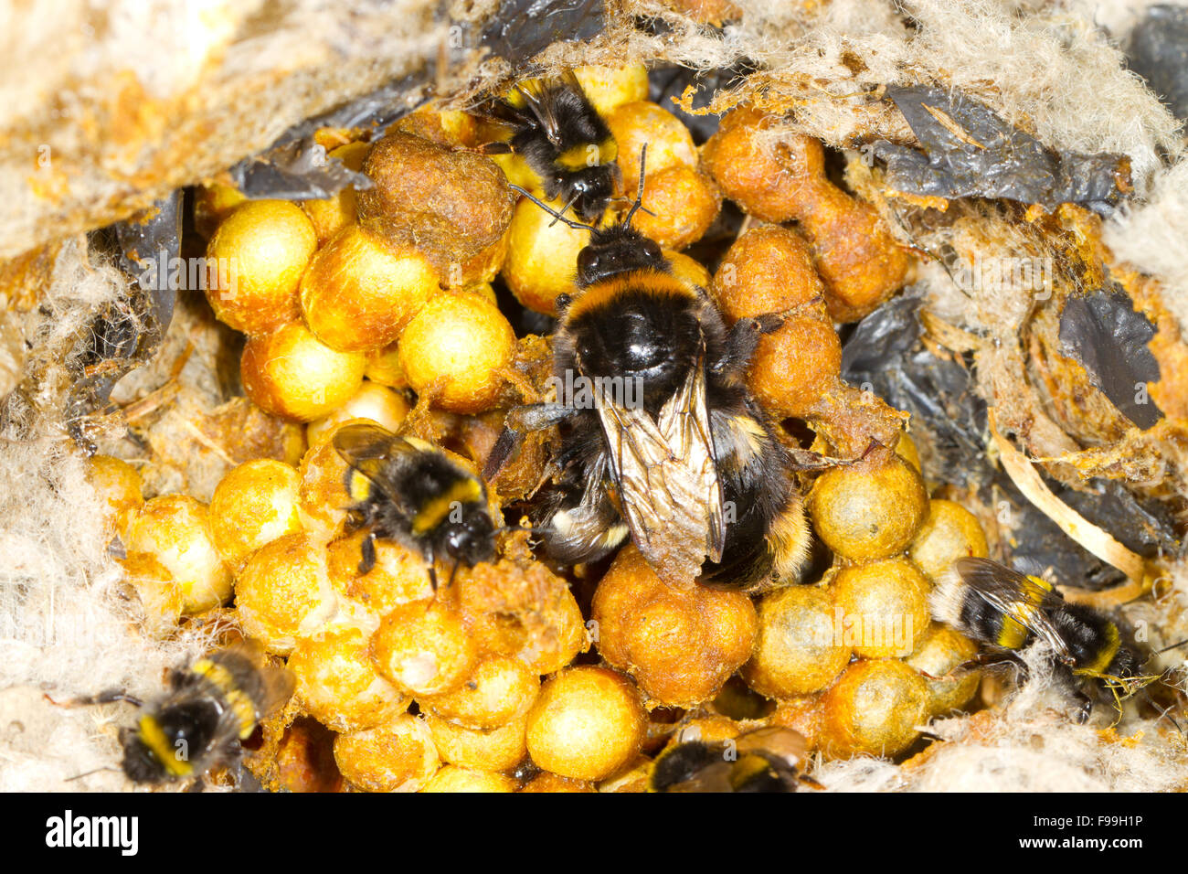 Buff-tailed Hummel (Bombus Terrestris) Nest mit Königin und Arbeiter. Powys, Wales, Juli. Stockfoto