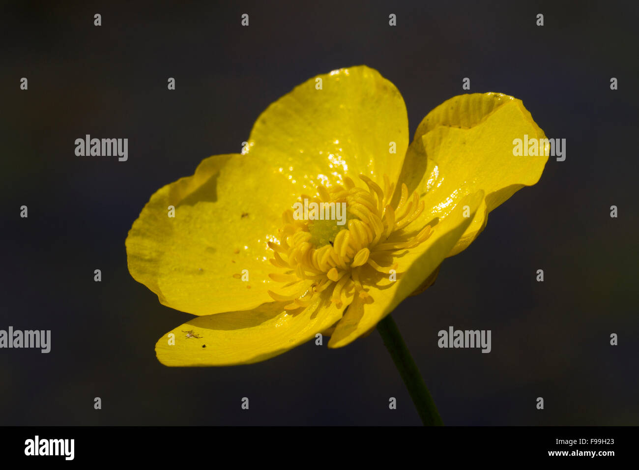 Große Spearwort (Ranunculus Lingua) neben einem Bauernhof Teich blühen. Powys, Wales, Juli. Stockfoto