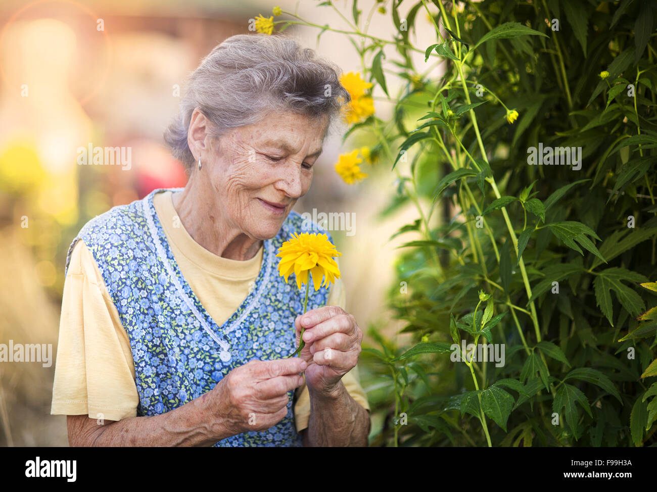 Portrait von senior Frau in Schürze mit gelben Blume im sonnigen Garten Stockfoto