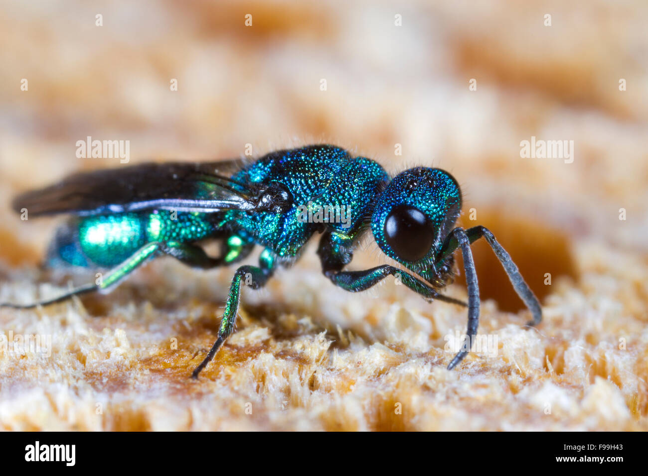Blaues Juwel oder Erwachsenfrau Kuckuck Wasp (Trichrysis Cyanea) auf Holz, mit Antenne für Nester der Wespen Host suchen. Stockfoto