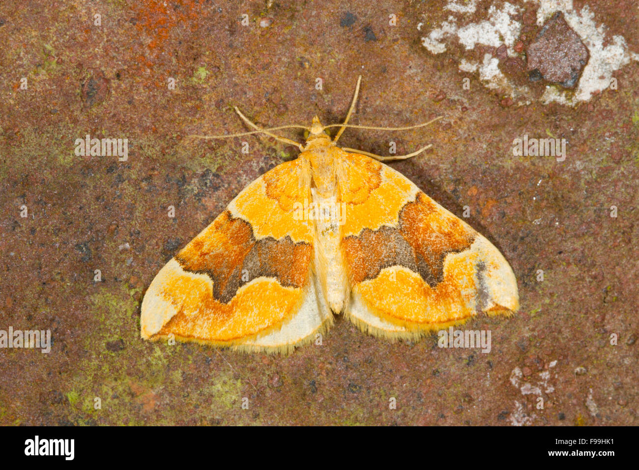 Vergitterten gelb (Cidaria Fulvata) Erwachsenen Falter ruht auf einer Mauer. Powys, Wales, Juli. Stockfoto