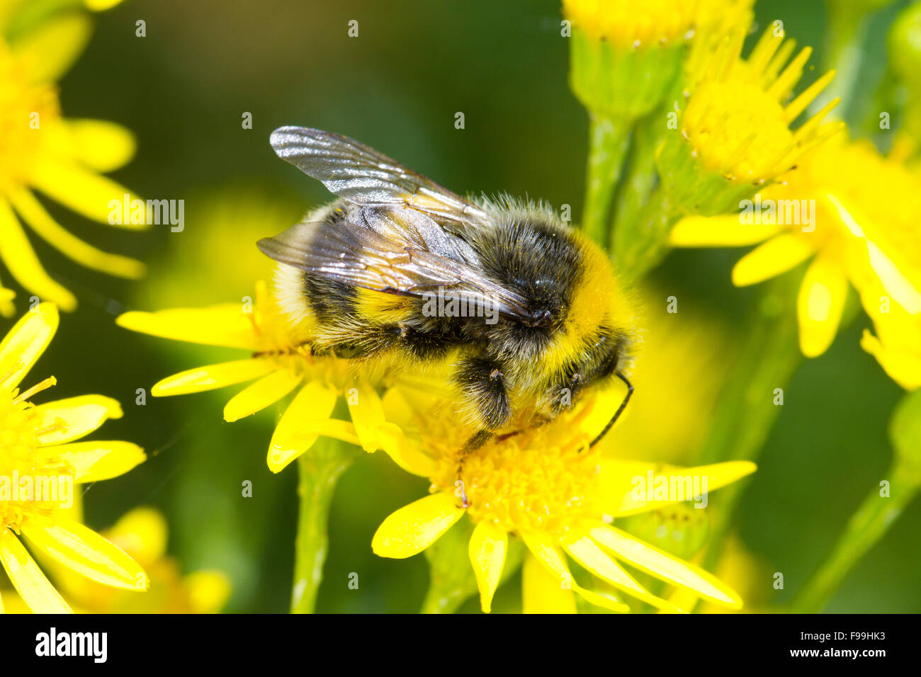 White-tailed Hummel (Bombus Lucorum) Männchen ernähren sich von gemeinsamen Ragwot (Senecio Jacobaea) Blumen. Carmarthen, Wales, Juli. Stockfoto