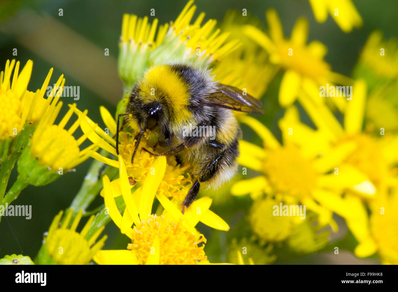 White-tailed Hummel (Bombus Lucorum) Männchen ernähren sich von gemeinsamen Ragwot (Senecio Jacobaea) Blumen. Carmarthen, Wales, Juli. Stockfoto
