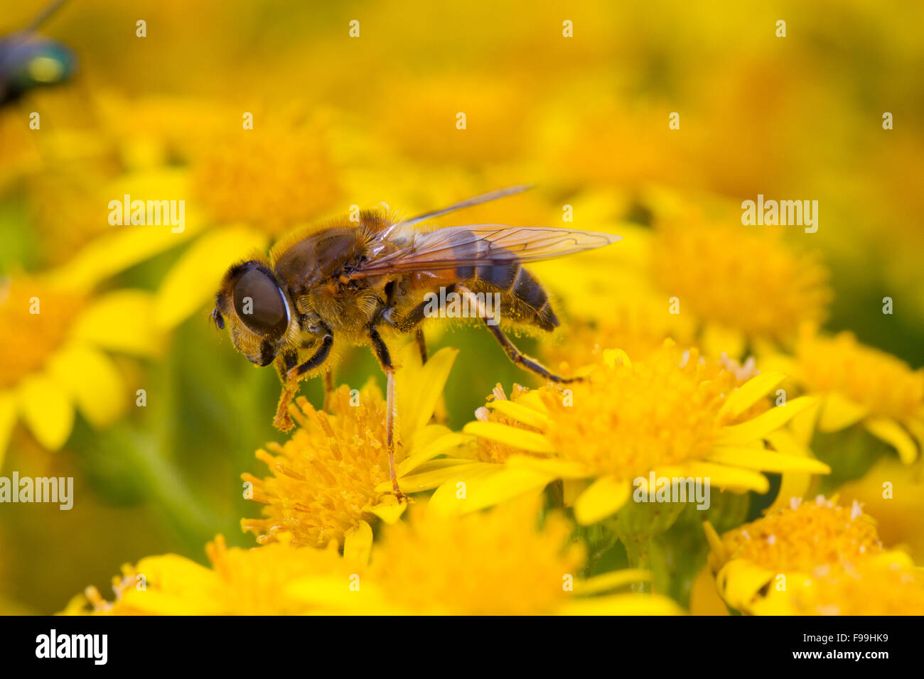 Konische Dronefly (Eristalis Pertinax) weiblichen Erwachsenen Hoverfly Fütterung auf gemeinsame Ragwot (Senecio Jacobaea) Blumen. Stockfoto