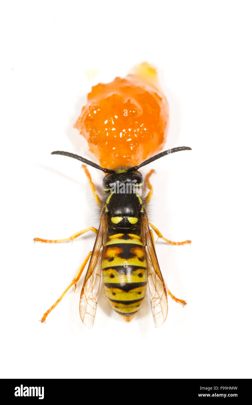 Rote Wespe (Vespula Rufa) Erwachsene Arbeitnehmer ernähren sich von Honig vor einem weißen Hintergrund. Powys, Wales, August. Stockfoto