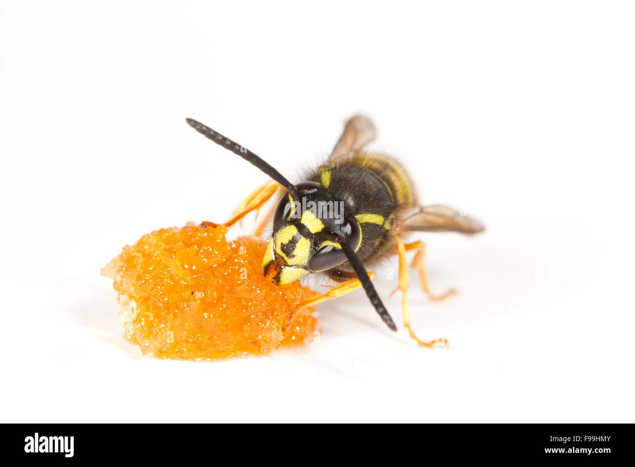 Rote Wespe (Vespula Rufa) Erwachsene Arbeitnehmer ernähren sich von Honig vor einem weißen Hintergrund. Powys, Wales, August. Stockfoto