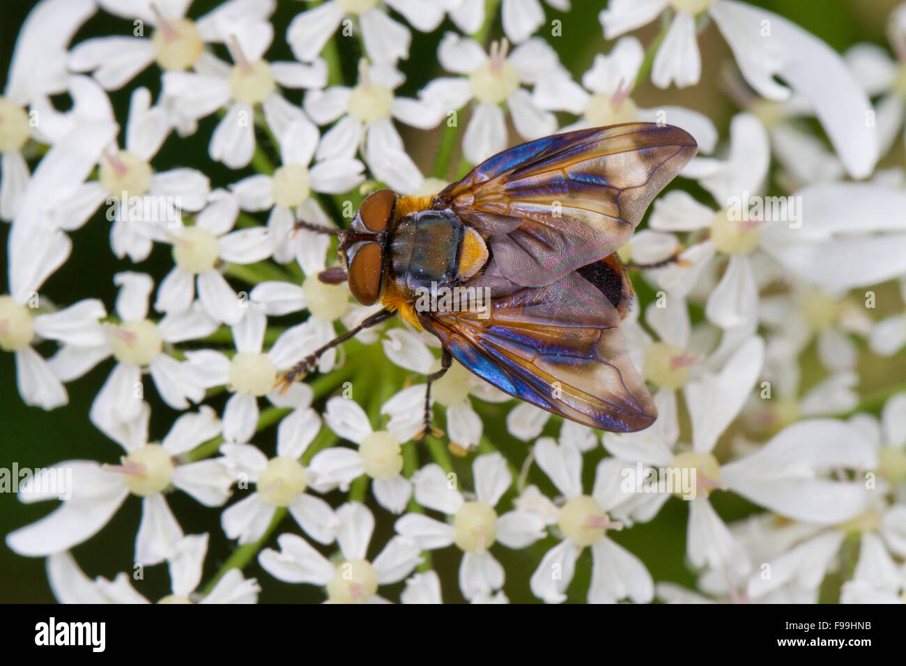 Tachinid Fly (Phasia Hemiptera) Männchen, Fütterung auf Bärenklau (Heracleum Sphondylium) Blumen. Powys, Wales, August. Stockfoto