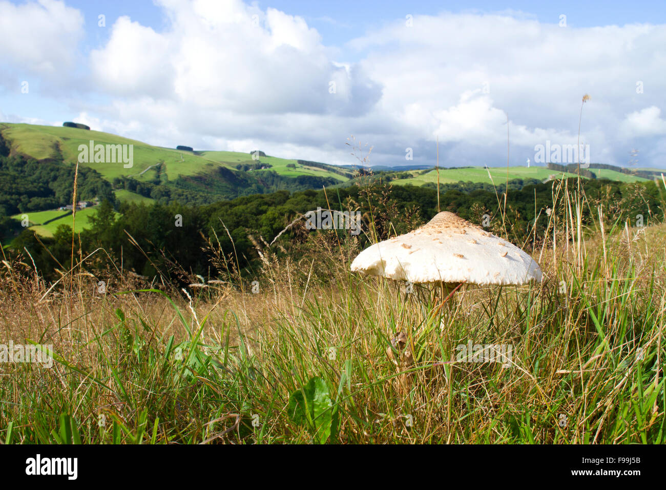Sonnenschirm (Macrolepiota Procera) Pilz Fruchtkörper im Grünland. Powys, Wales. August. Stockfoto