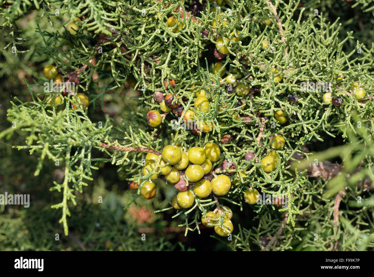 Phönizische Wacholder - Juniperus Phoenicea Coastal Baum aus Zypern Stockfoto