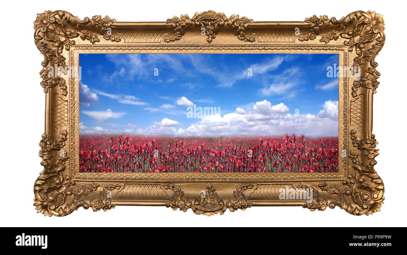 Eingerahmten Bereich der hübschen roten Blumen und schönen Himmel Stockfoto