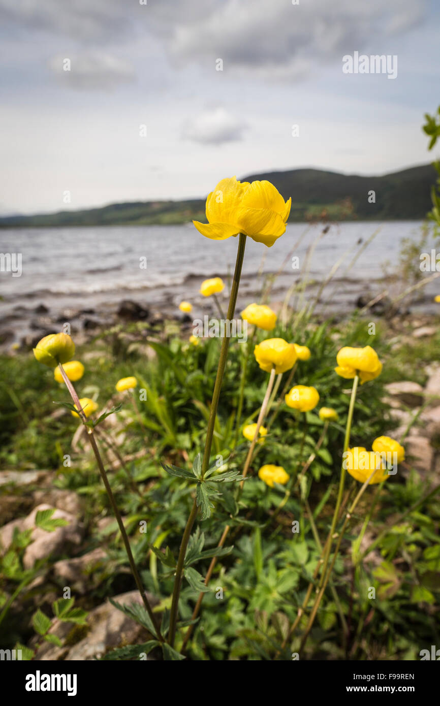 Trollblume (Trollblume) direkt am Loch Ness in Schottland. Stockfoto