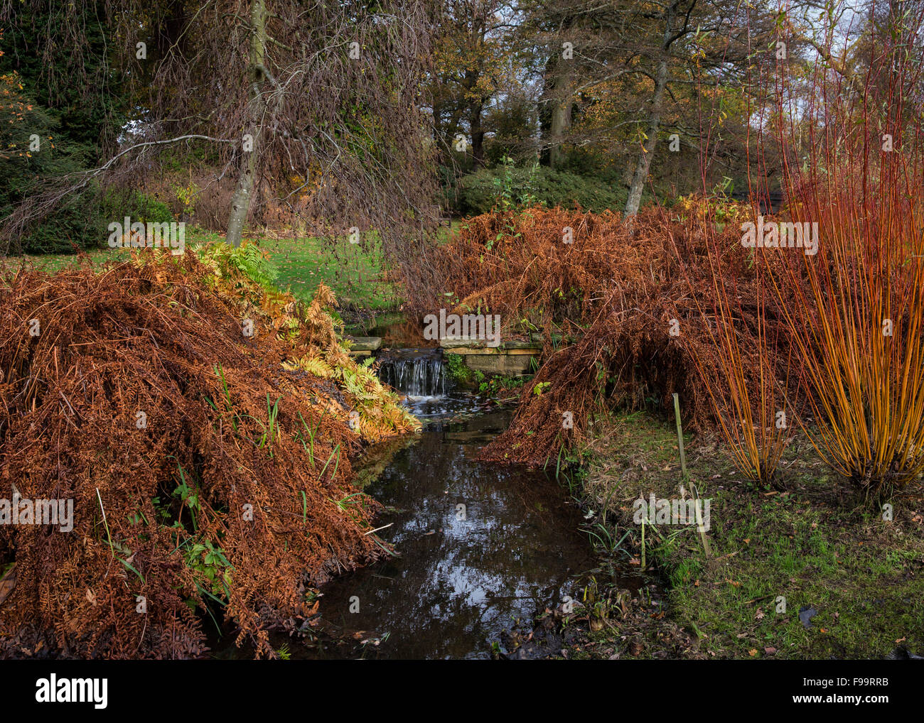 Ein kleiner Wasserfall im Savill Garden zeigt seine herrlichen Herbstfarben Stockfoto