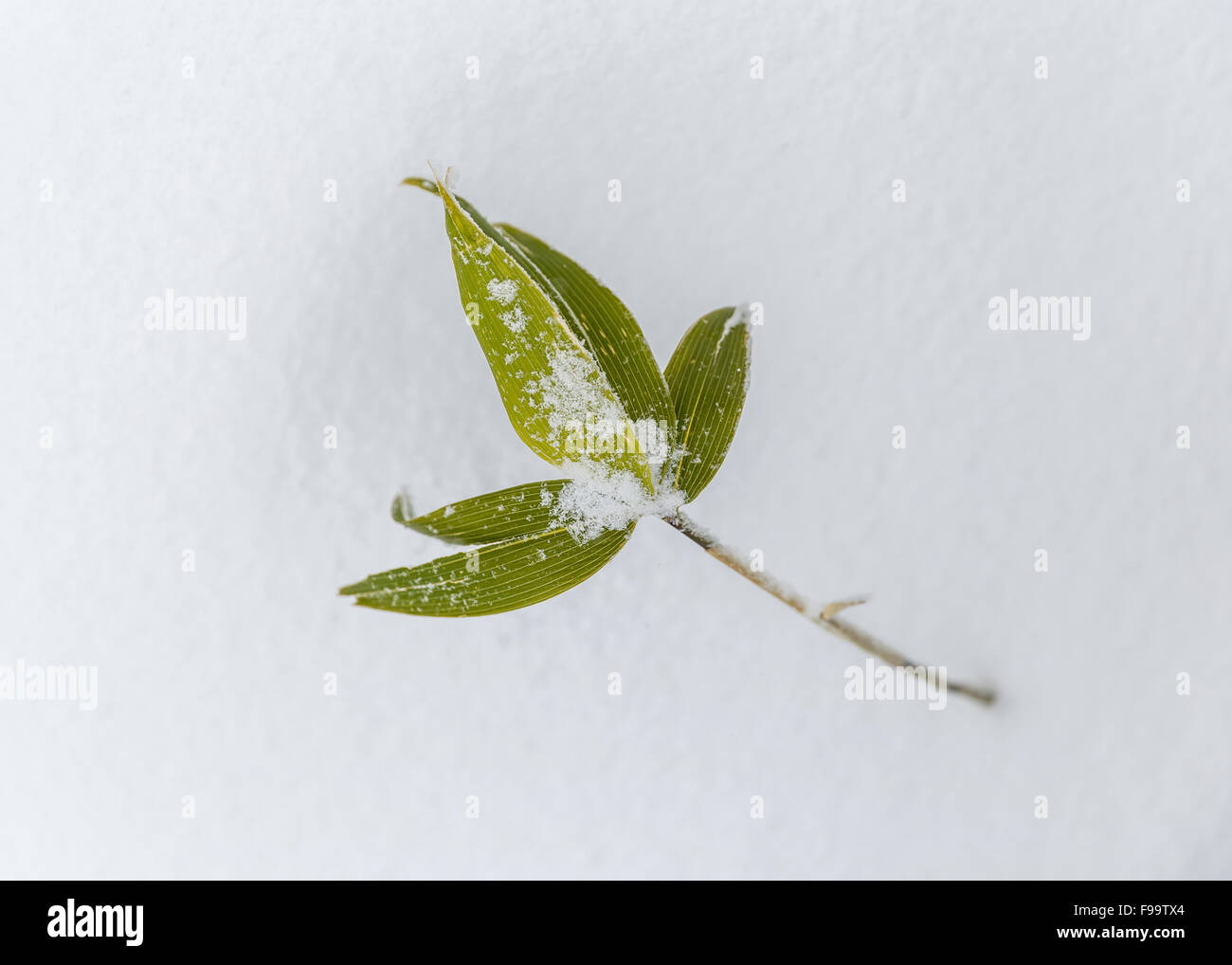 Bambus schnee -Fotos und -Bildmaterial in hoher Auflsung  Alamy