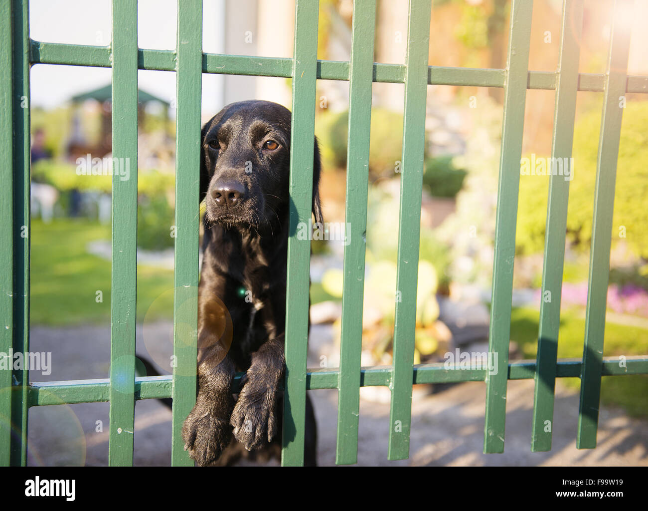 Hund Hinter Dem Zaun Stockfotos und bilder Kaufen Alamy