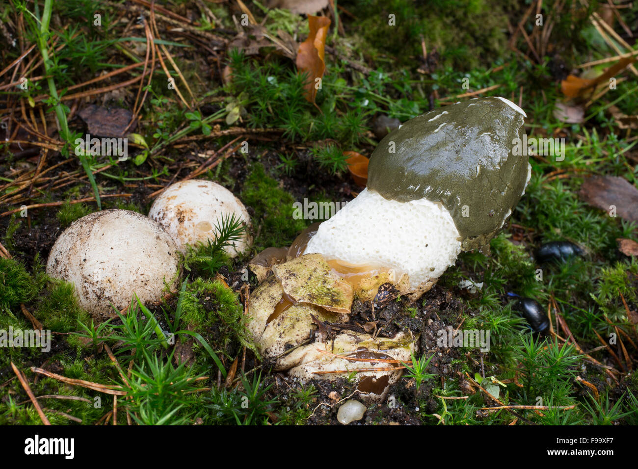 Gemeinsamen Stinkmorchel, Stink-Horn, Hexe Ei, Gemeine Stinkmorchel, Hexenei, Hexeneier, Stink-Morchel, Phallus Impudicus Stockfoto