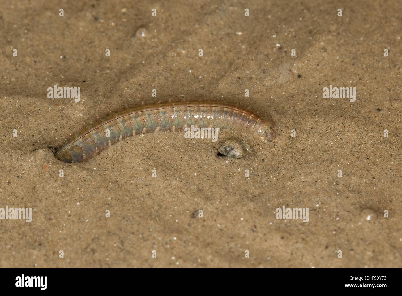 Mündung Ragworm, siehe Ringelwurm, Schillender Seeringelwurm, Hediste Diversicolor, Nereis diversicolor Stockfoto