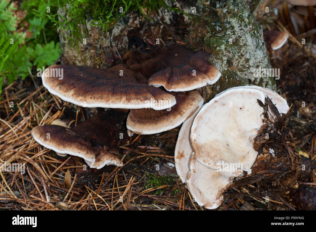 Benzoe-Halterung, Schwarzgebänderter Harzporling, Gebänderter Harzporling, Totholz, Ischnoderma Benzoinum, Lasiochlaena benzoina Stockfoto