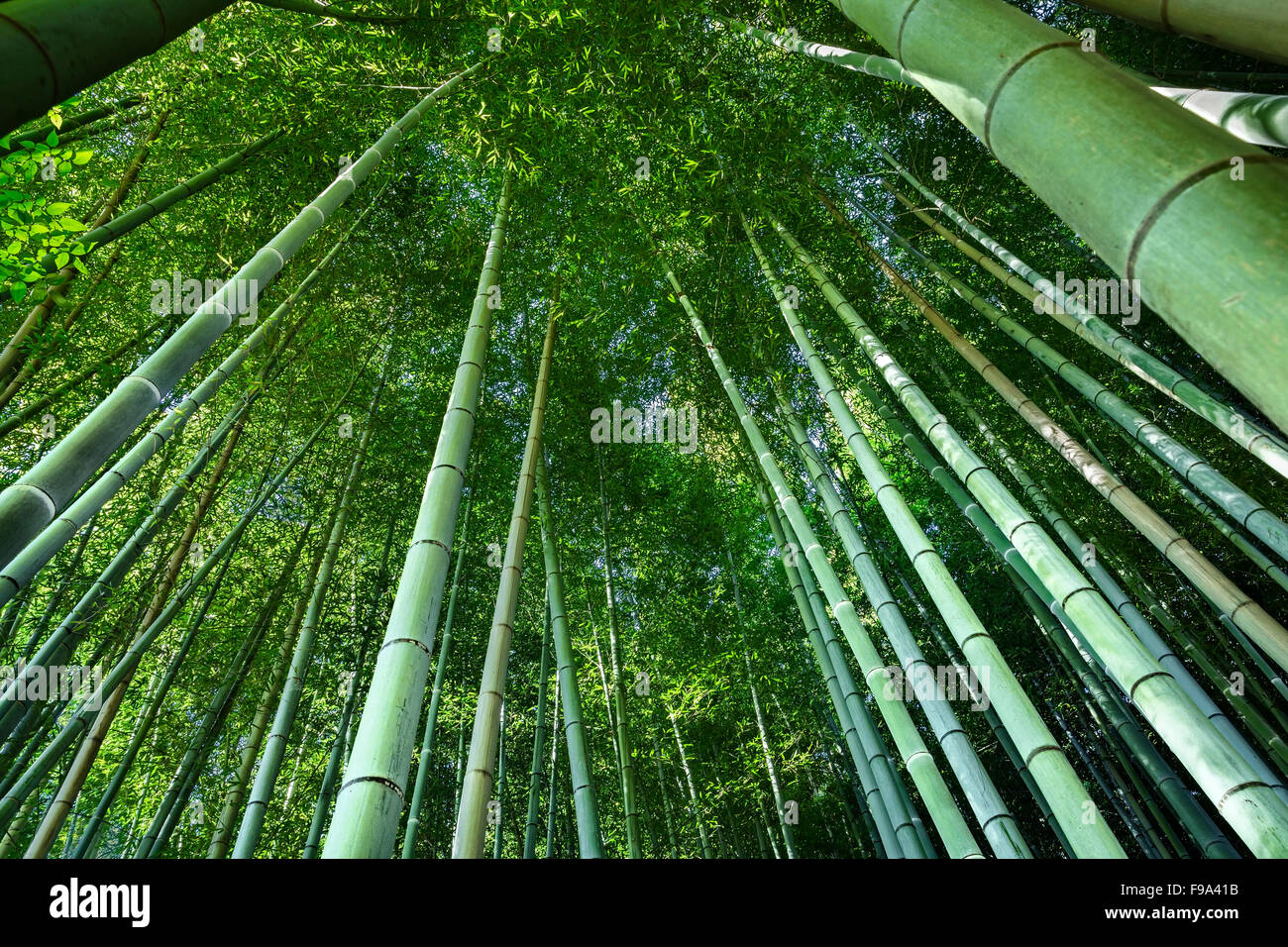 Bambus Baum aufwachsen Stockfoto