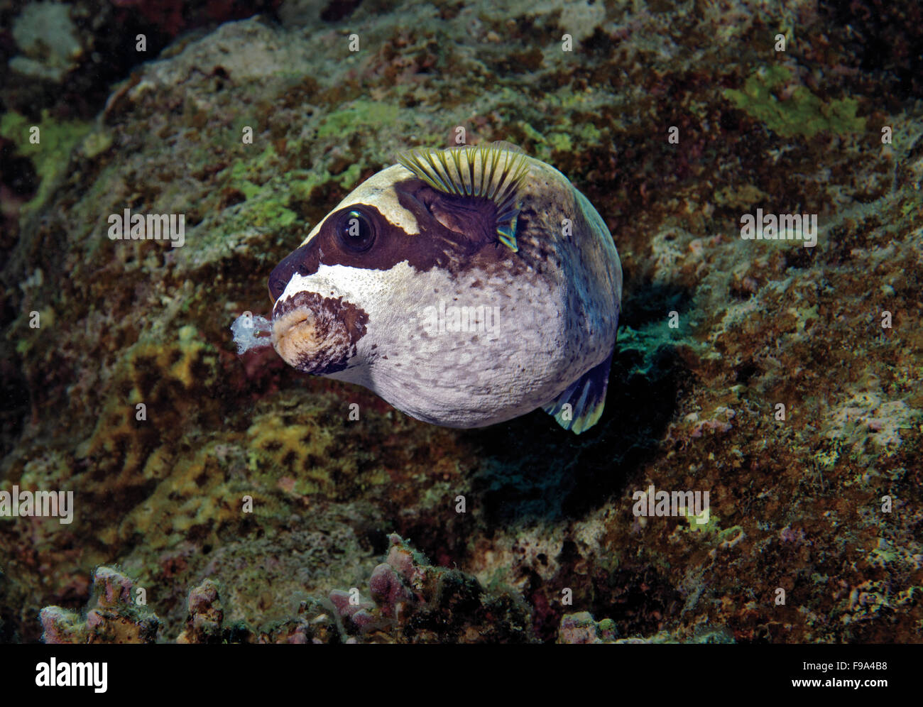 Maskierte Kugelfisch, Arothron Diadematus, Essen Korallen Korallenriff in Marsa Alam, Rotes Meer, Ägypten Stockfoto