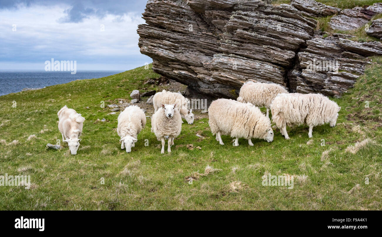 Schafe auf Faraid Head in der Nähe von Cape Wrath auf weit Nordwestzipfel der britischen Insel. Stockfoto