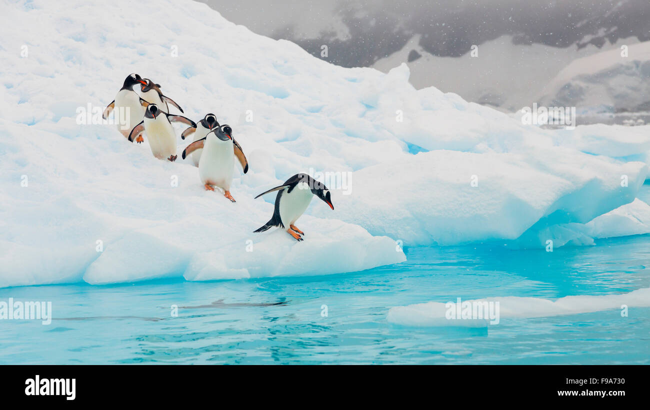 Gentoo Penguins, Neko Harbour, antarktische Halbinsel, Antarktis. Stockfoto
