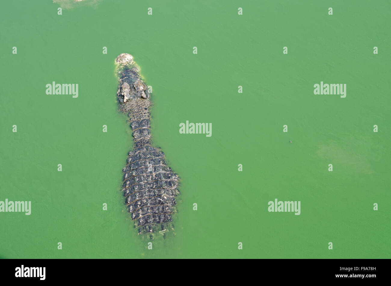 Krokodil im Wasser schwimmen. Stockfoto