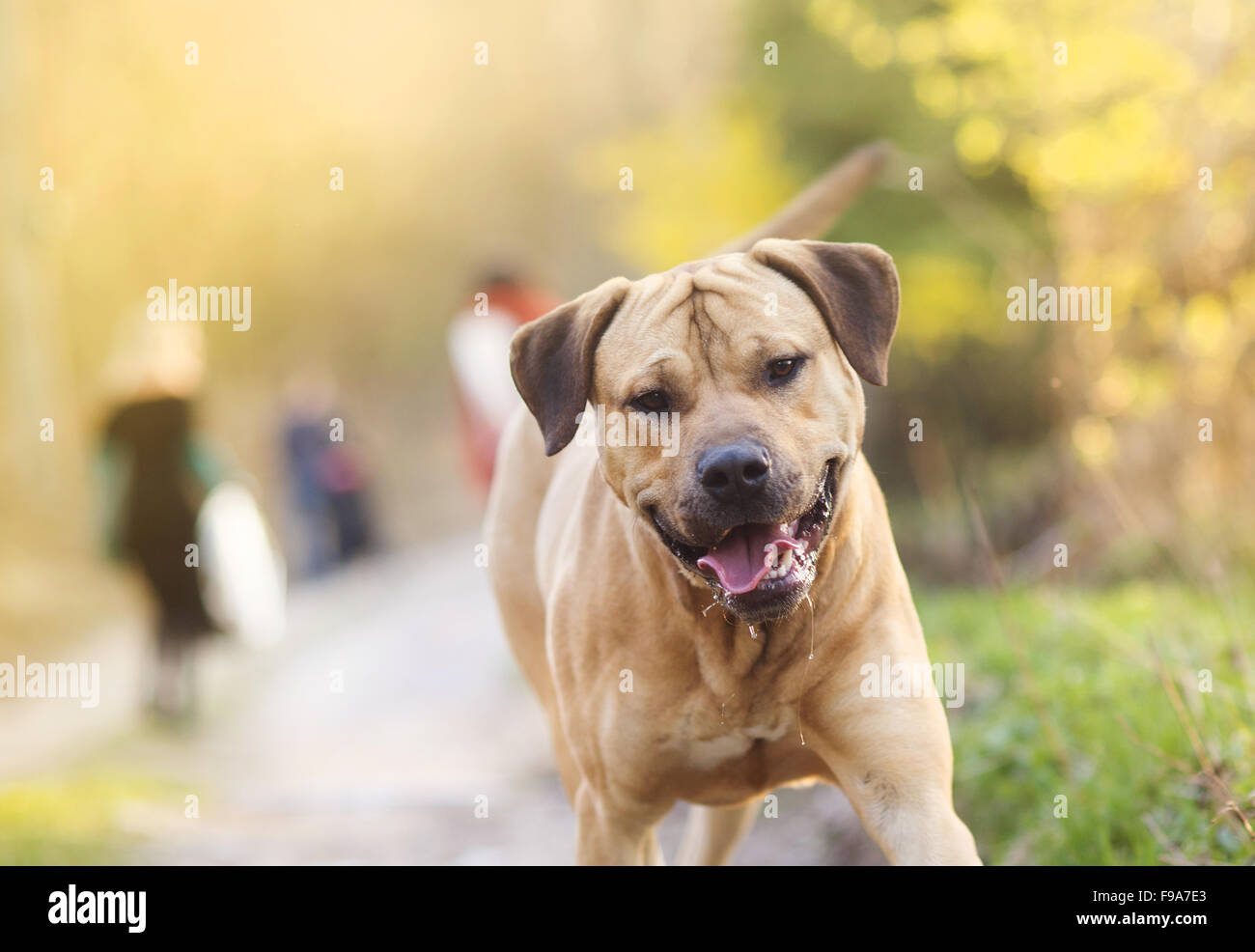 Schöne reinrassige Hund im Wald spazieren Stockfoto