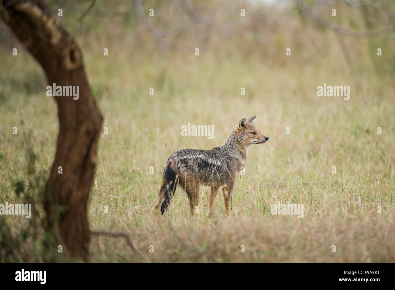 Seite-striped Jackal (Canis Adustus), Kidepo Valley Nationalpark, Uganda Stockfoto