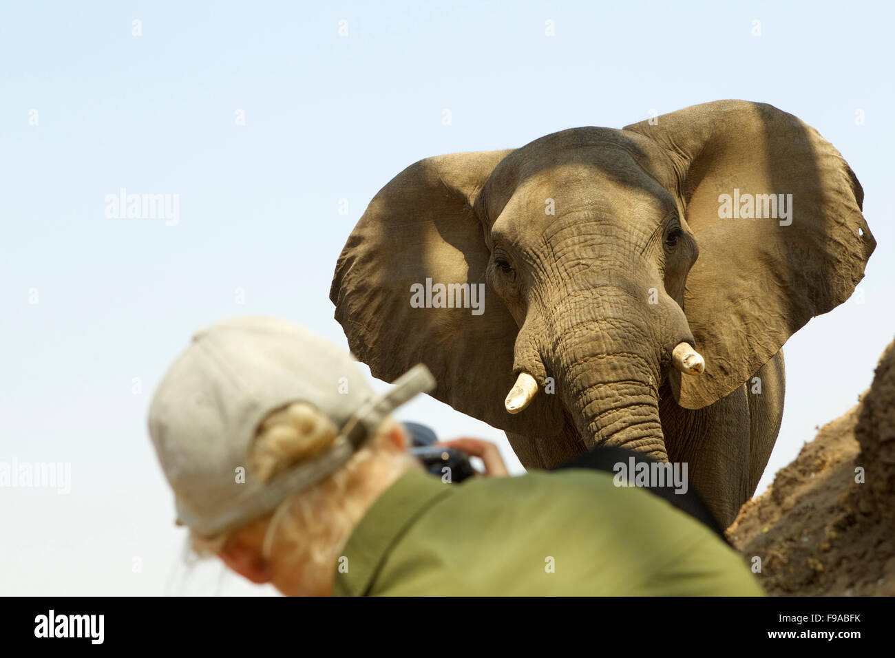 Kaukasischen Mann Fotografieren eines afrikanischen Elefanten Bull, Mana Pools, Simbabwe Stockfoto