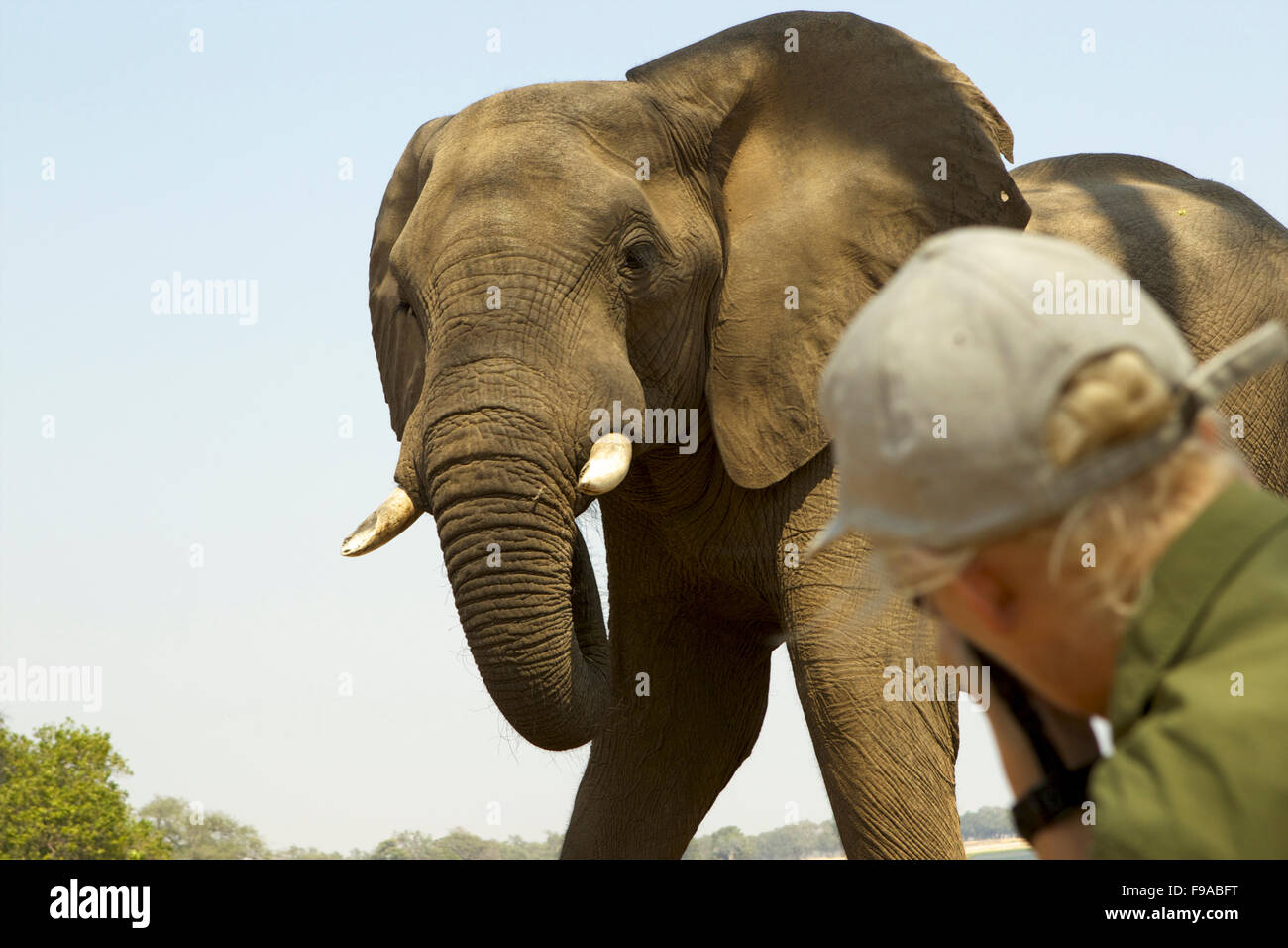 Kaukasischen Mann Fotografieren eines afrikanischen Elefanten Bull, Mana Pools, Simbabwe Stockfoto