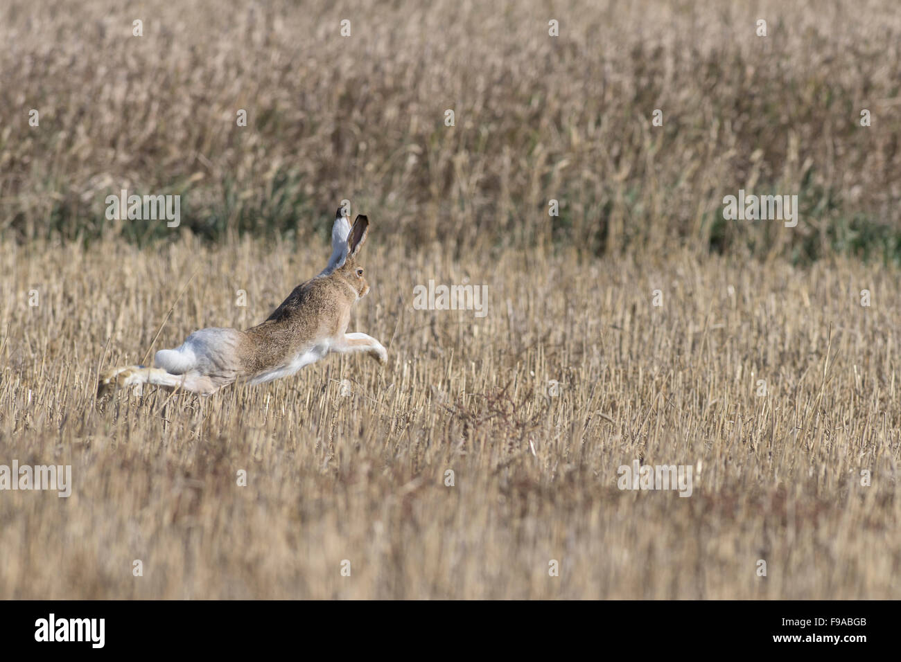 Ein Seeadler Jackrabbit in einem Feld Stockfoto