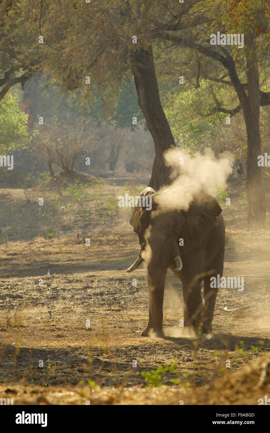 Afrikanischer Elefant mit einem Staub Bad, Mana Pools, Simbabwe Stockfoto
