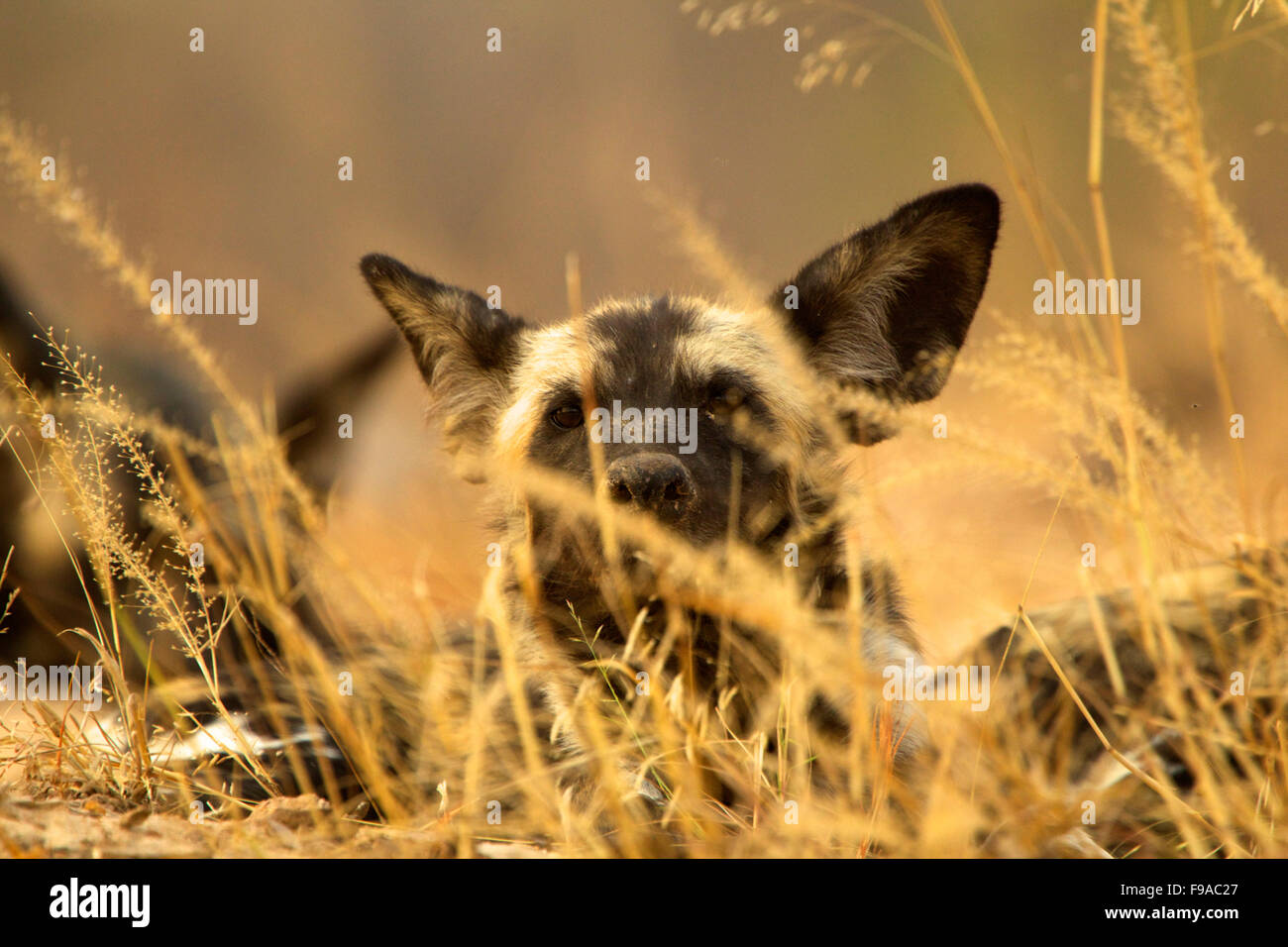 Ein wilder Hund versteckt in den Busch, Mana Pools, Simbabwe Stockfoto