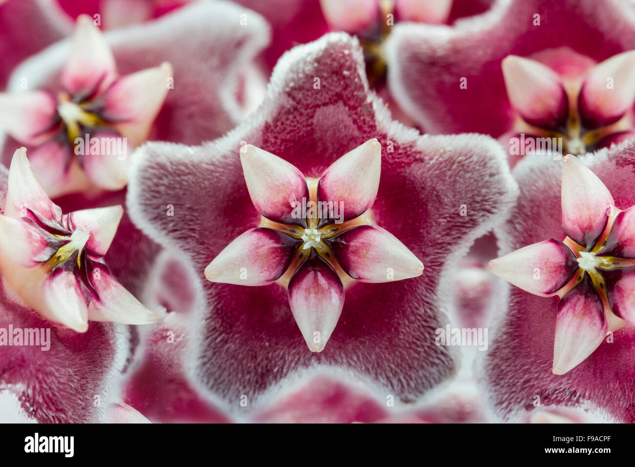 Rosa Hoya Pflanze Blume auf weißem Hintergrund Stockfoto