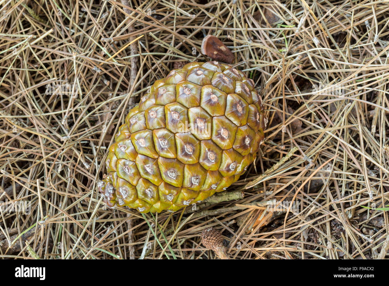 Zirbenholz, Pinus Pinea, Kegel, mit essbaren Pinienkernen Stockfoto