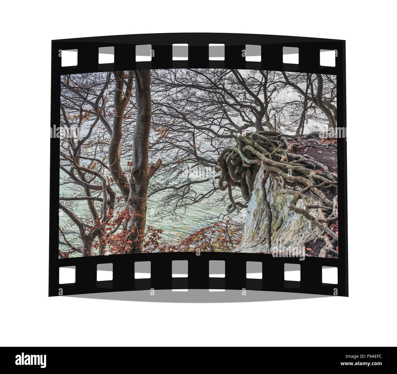 Steilküste mit Bäumen und Wurzeln im Herbst, Ostsee, Rügen Insel, Mecklenburg-Western Pomerania, Deutschland, Europa Stockfoto