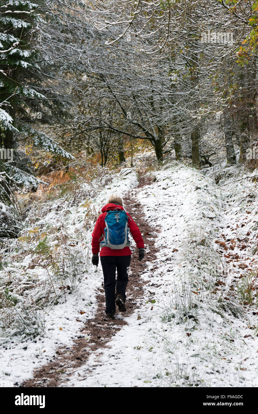 Eine Frau im Schnee auf einem Waldweg im Winter in Großbritannien Stockfoto
