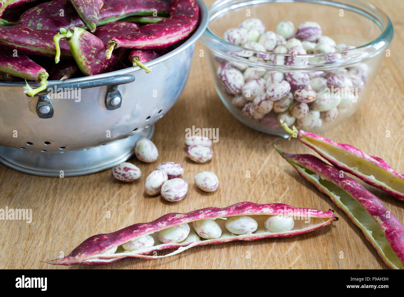 Podding frisch gepflückt Borlotti Bohnen in der Küche. Stockfoto