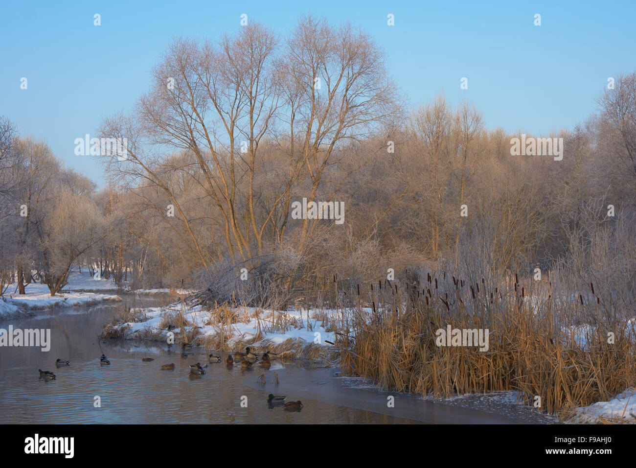 Enten schwimmen in dem kleinen Fluss in Wintermorgen Stockfoto