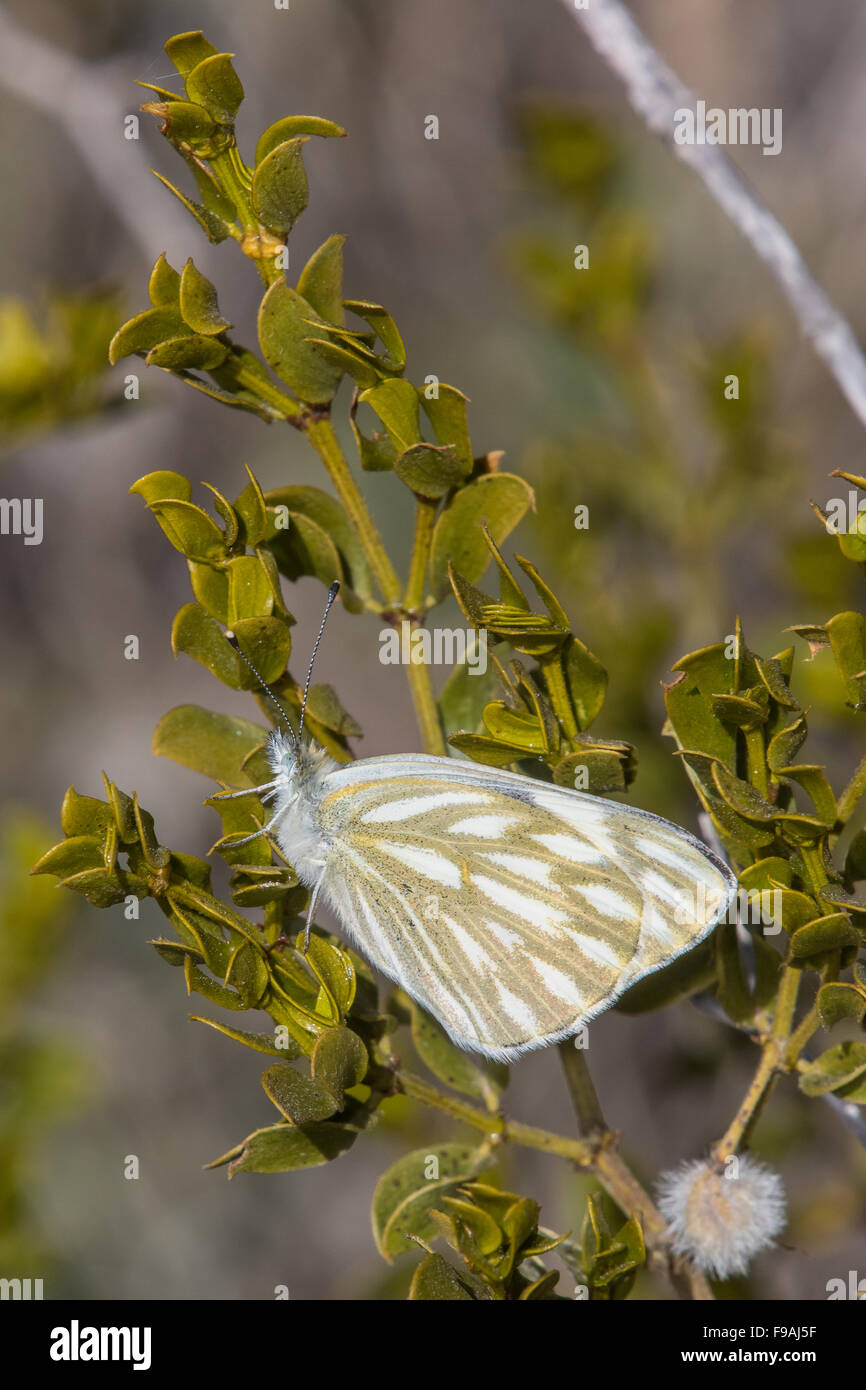 Ein kariertes weiß Schmetterling, Pontia Protodice, Sonnen auf einem Kreosotbusch Stockfoto
