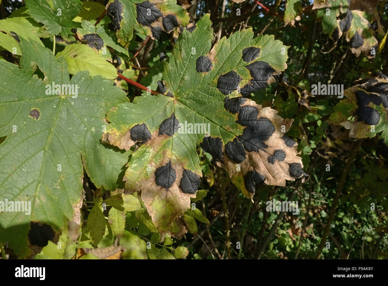 Teer, Spot, Rhytisma Acxerinum, fette schwarze Krankheit Flecken und Nekrose auf ein Ahorn Blatt, Berkshire Stockfoto