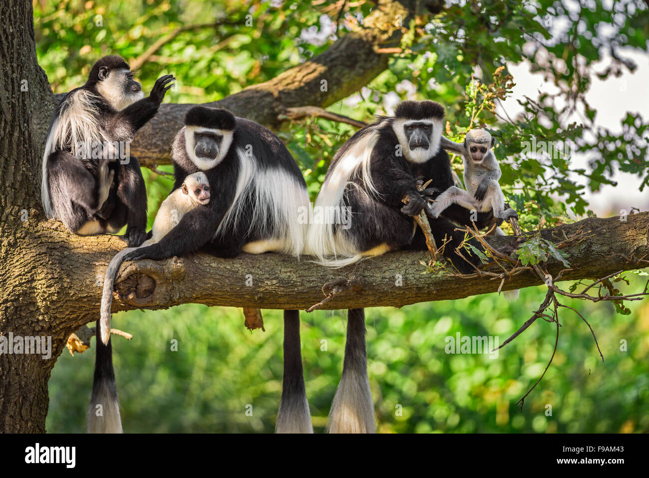 Eine Truppe von Mantled Guereza Affen (Colobus Guereza) spielt mit zwei Neugeborene Stockfoto