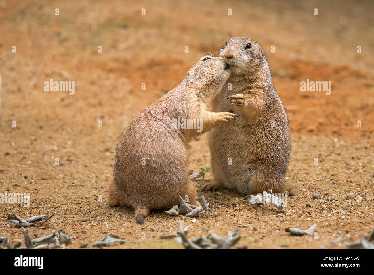 Zwei Präriehunde (Cynomys Gattung) teilen ihre Nahrung Stockfoto