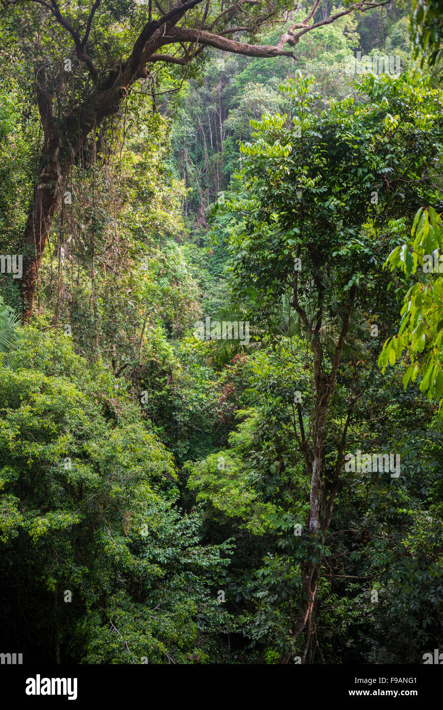 Dickicht, Bäume, Dschungel, Kuala Tahan, Taman Negara, Malaysia Stockfoto