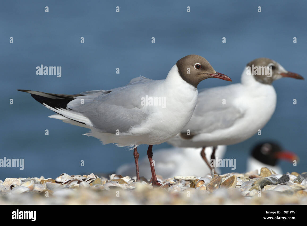 Black-headed Gull - Chroicocephalus Ridibundus - Sommer Erwachsenen. Stockfoto